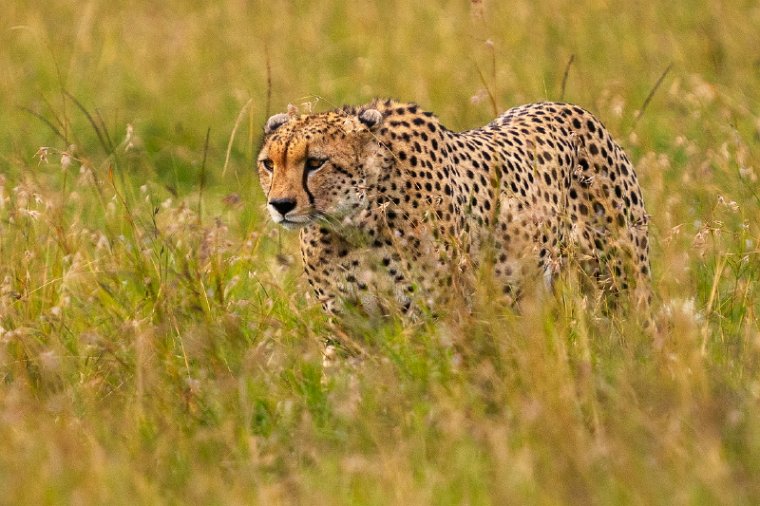 141 Mara North.jpg